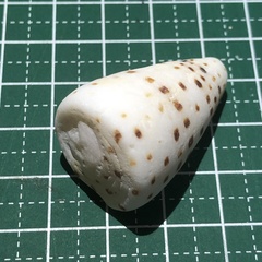 Conus eburneus