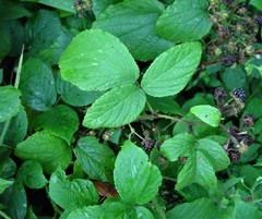 Rubus angloserpens