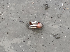 Tubuca arcuata image