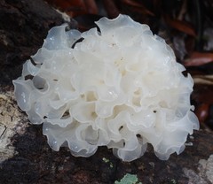 Tremella fuciformis