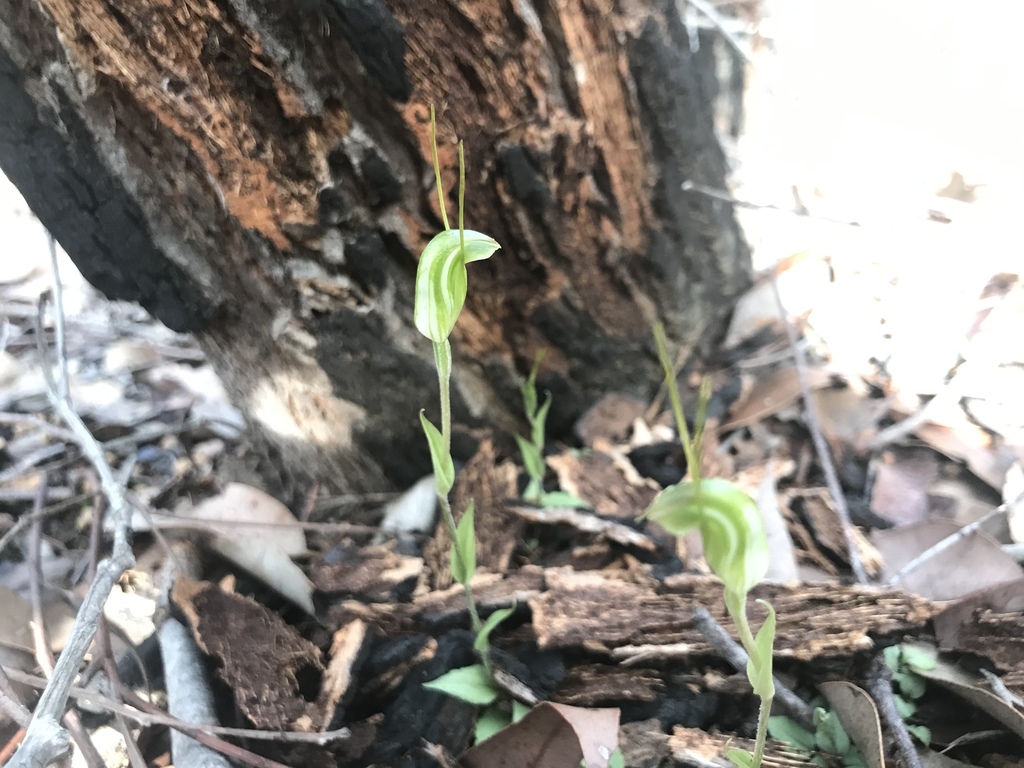 Pterostylis pyramidalis