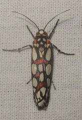 Cydosia rimata