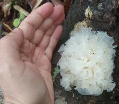 Tremella fuciformis