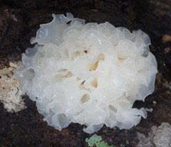 Tremella fuciformis