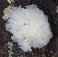 Tremella fuciformis