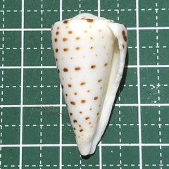Conus leopardus