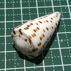 Conus leopardus