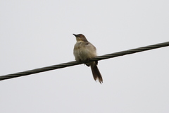 Prinia sylvatica