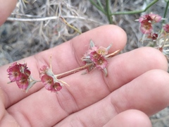 Pyankovia brachiata
