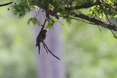 Cacomantis passerinus
