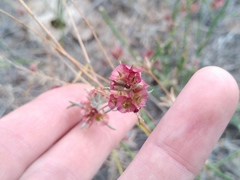 Pyankovia brachiata