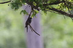 Cacomantis passerinus