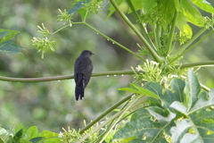 Cacomantis passerinus