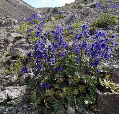 Delphinium caucasicum