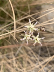 Asclepias aurea