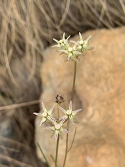 Asclepias aurea