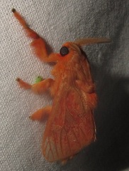 Thoscora