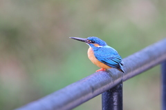Alcedo atthis taprobana