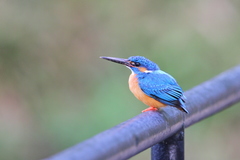 Alcedo atthis taprobana