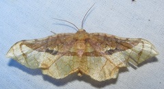 Belonoptera selenioides