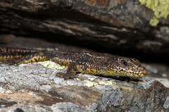 Iberolacerta aurelioi