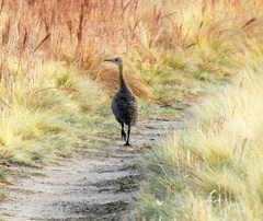 Rhynchotus rufescens