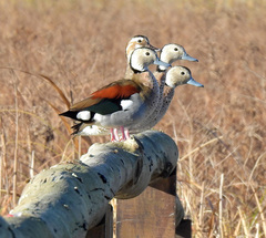 Ringed Teal photo 5