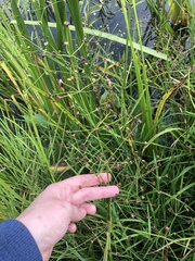 Alisma plantago-aquatica