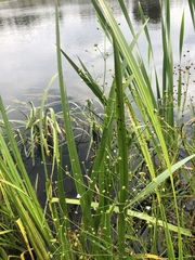 Alisma plantago-aquatica