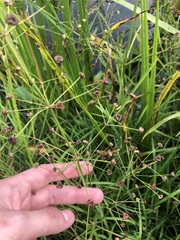 Alisma plantago-aquatica