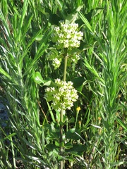 Asclepias tomentosa