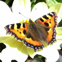 Aglais urticae