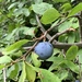 Prunus domestica - Photo (c) fahrenheit_66, μερικά δικαιώματα διατηρούνται (CC BY-NC-SA), uploaded by fahrenheit_66