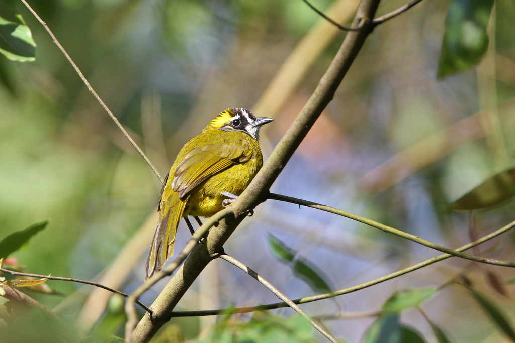 Yellow-eared Bulbul photo