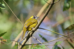 Pycnonotus penicillatus