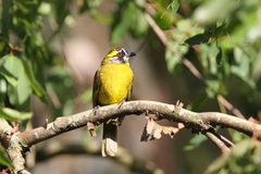 Pycnonotus penicillatus