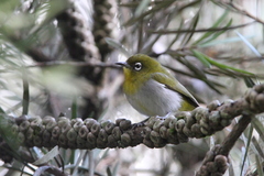 Zosterops ceylonensis