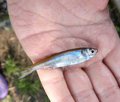 Leucaspius delineatus