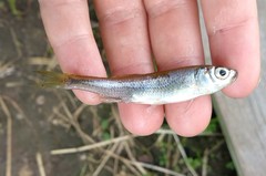 Leucaspius delineatus