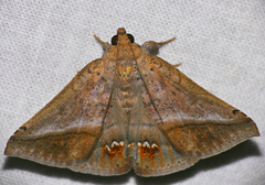 Macaldenia palumbiodes