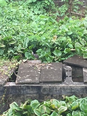 Amaurornis phoenicurus