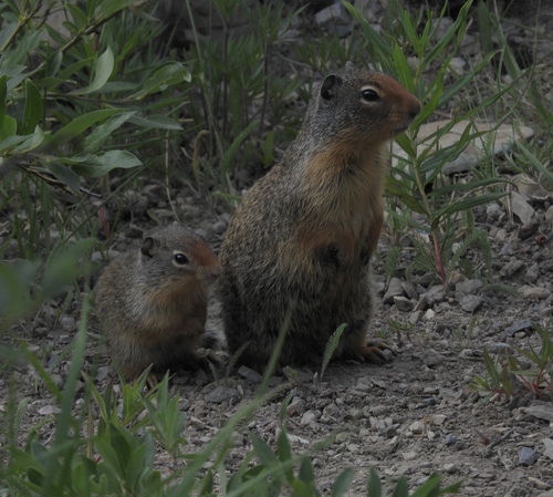 Columbian Ground Squirrel