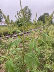 Ambrosia trifida trifida