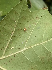 Theridula