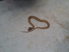 Malpolon monspessulanus