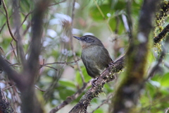 Elaphrornis palliseri