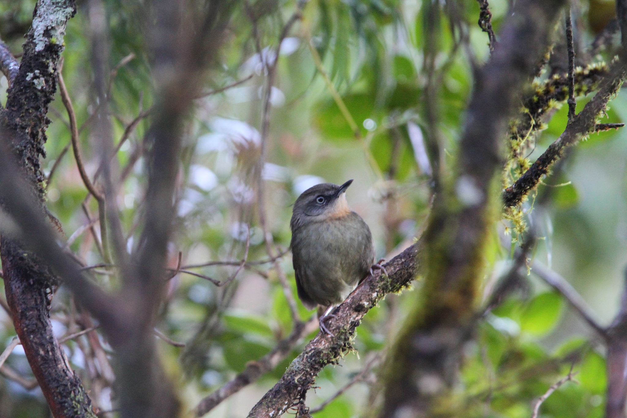 Sri Lanka Bush Warbler (Elaphrornis palliseri)