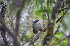 Elaphrornis palliseri