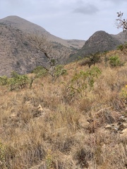 Protea caffra falcata