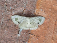 Scopula butleri
